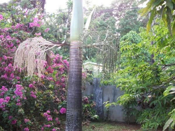 Marl Self Catering Villa Pointe La Rue Buitenkant foto